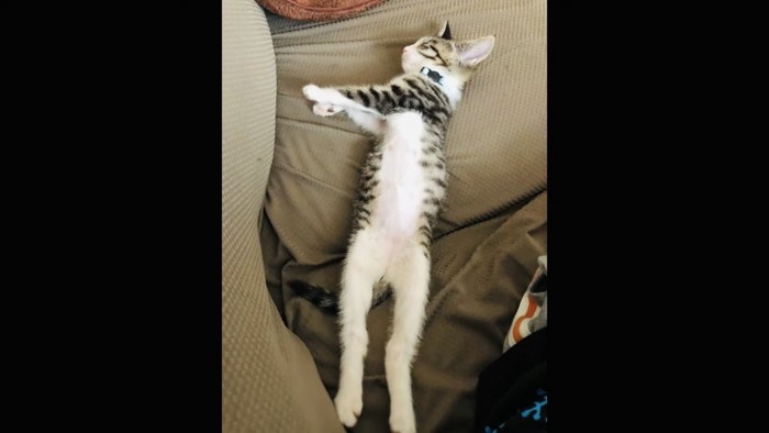 仰向けで寝る仔猫