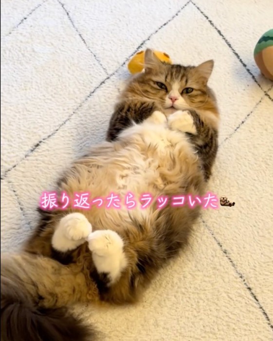 細目の猫