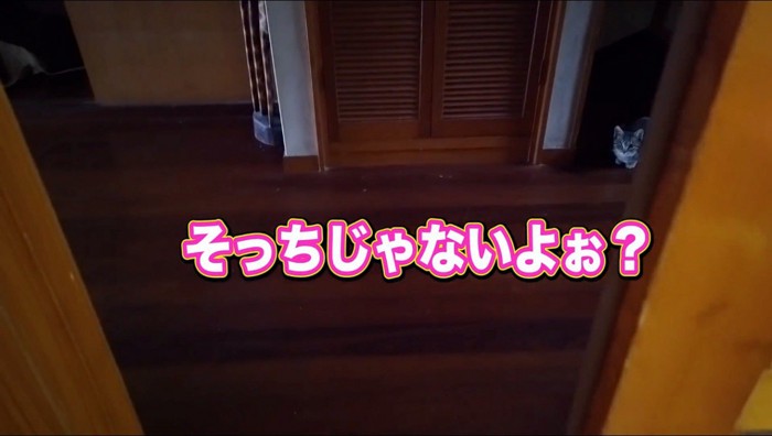 部屋の中に入っていく飼い主を見つめる猫