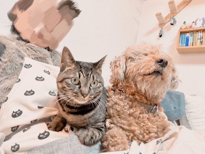 キジトラ猫とプードル犬が並んで座っている様子