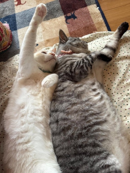 仰向けで寝る2匹の猫