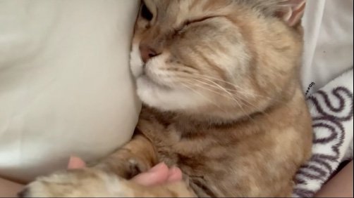 気にしない猫