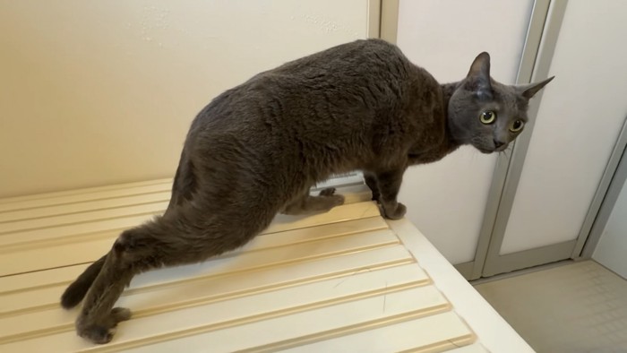 絶望する猫の写真