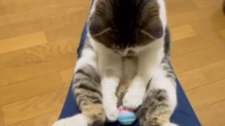 膝に乗っている猫