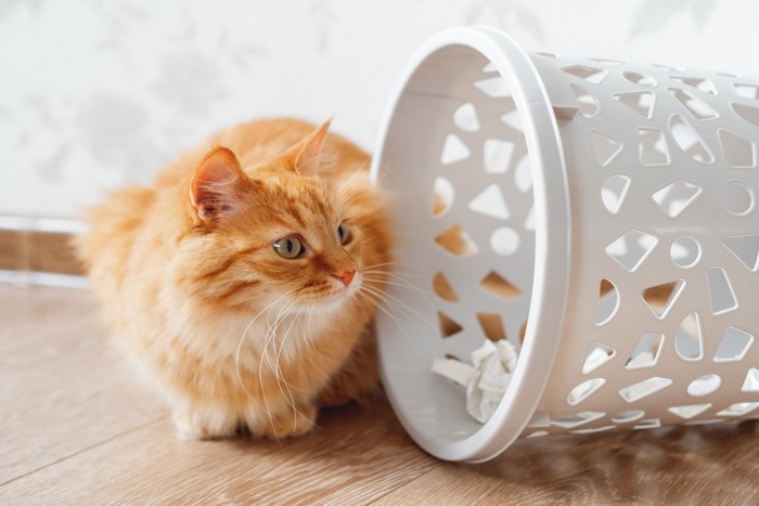 猫とごみ箱