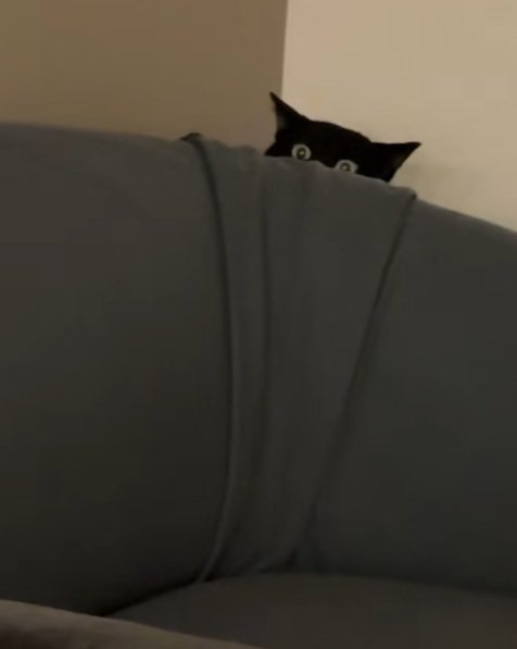 ソファーの後ろに隠れて見ている黒猫
