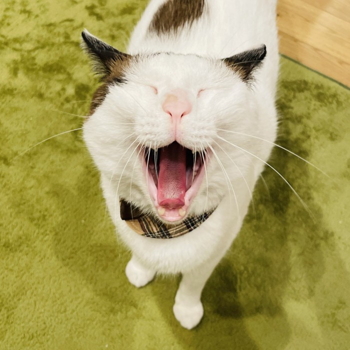 目をつむってあくびをする猫