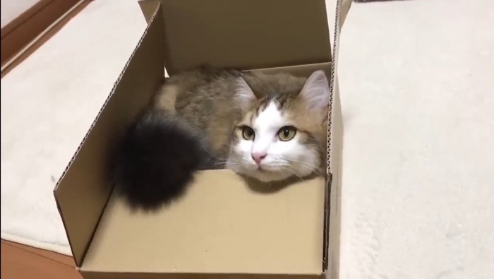 顔をひょっこり