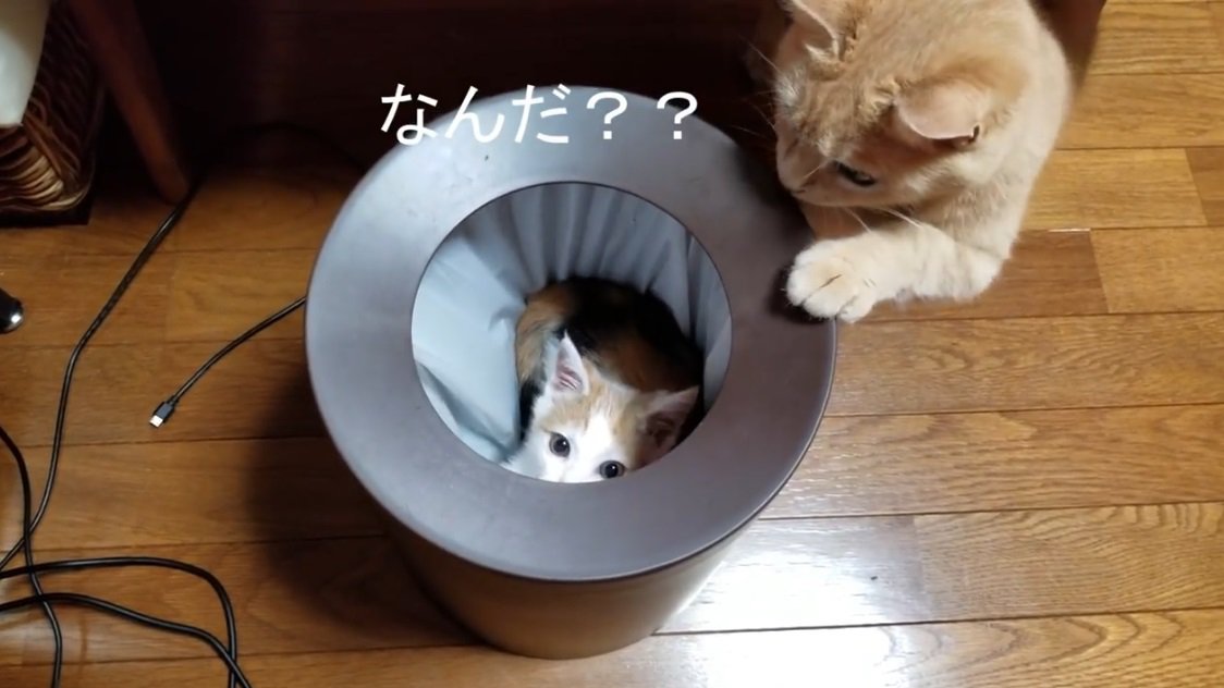 ごみ箱の中の子猫に気づく茶トラ猫