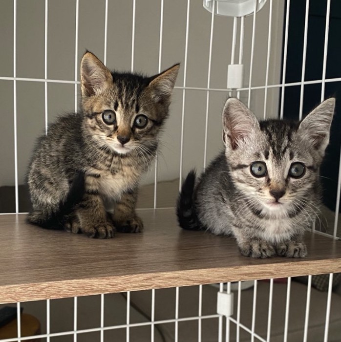ケージの中で横並びになっている2匹の子猫