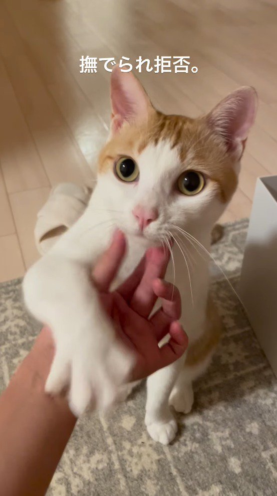 飼い主の手に前足を乗せる猫