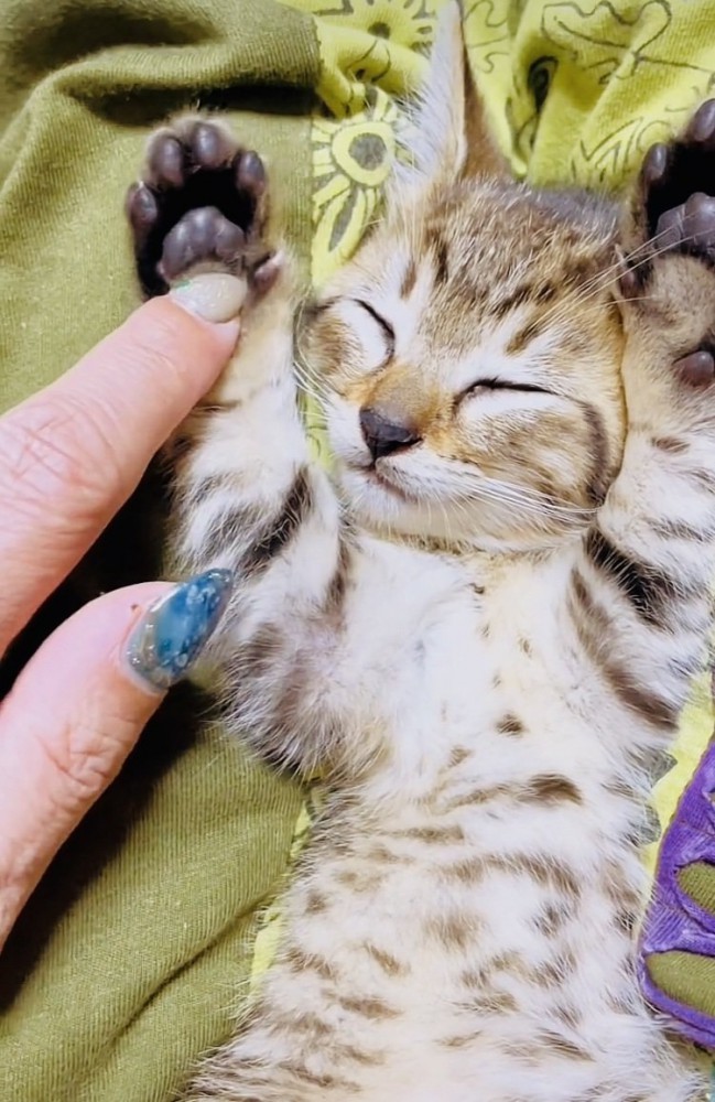 布団の上でバンザイ寝する子猫