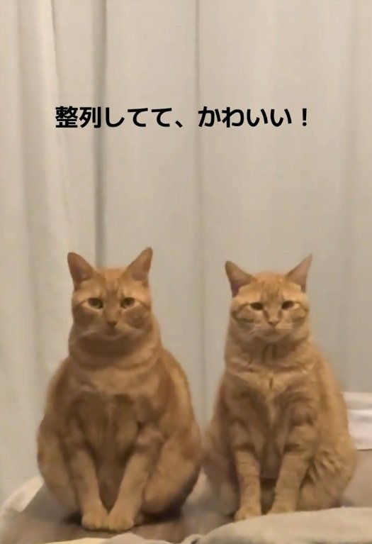 整列する猫