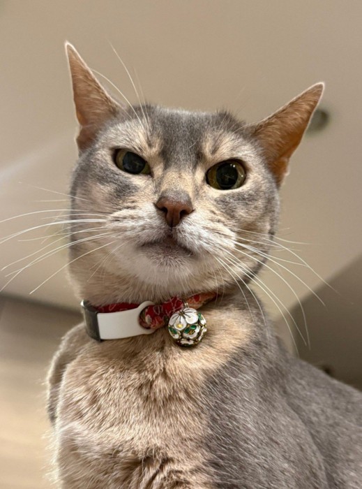 見下ろしている猫