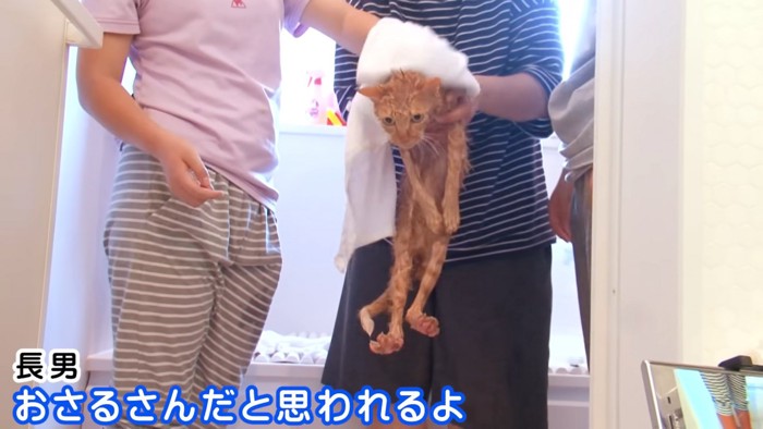 体を拭かれる猫