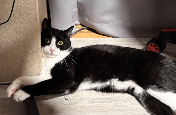 壁にもたれかかるハチワレ猫