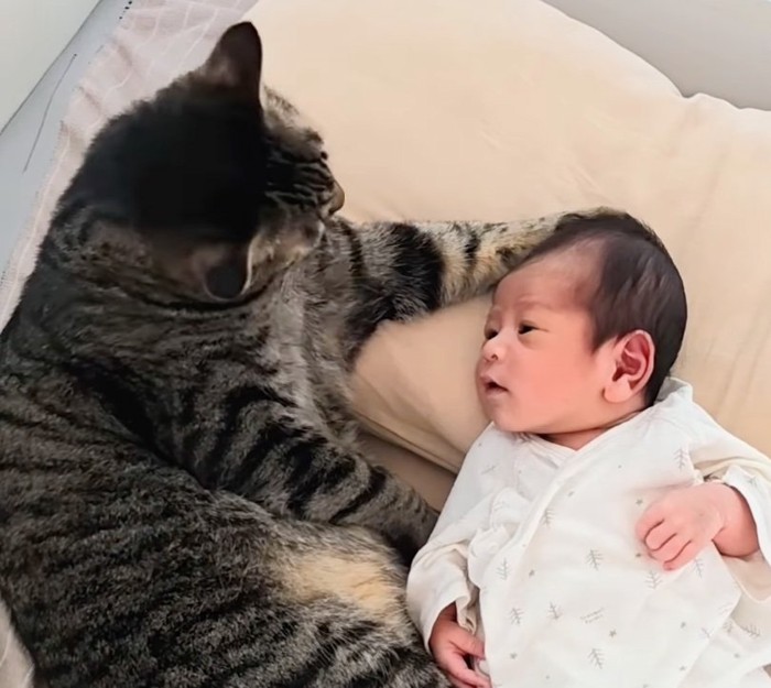 猫を見つめる赤ちゃん