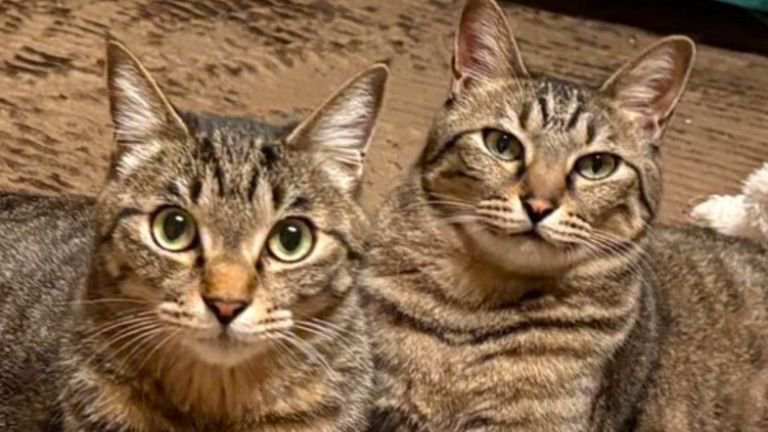 2匹のキジトラ猫