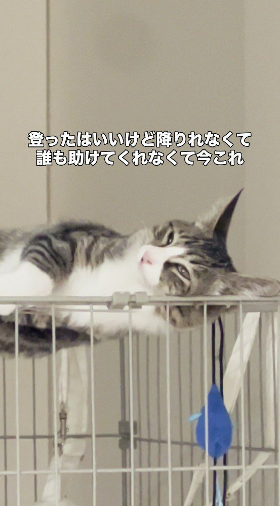 ケージの上で目を細めて遠くを見つめるキジ白猫