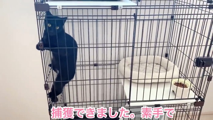 ケージにしがみつく黒猫