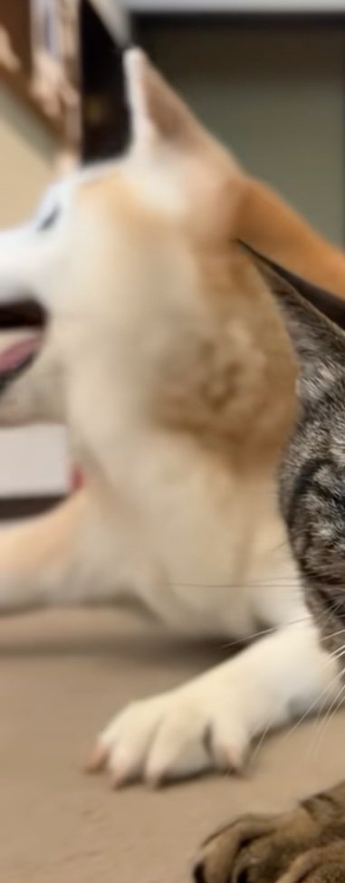 横を振り向く柴犬