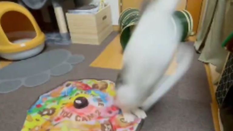 ジャンプする猫