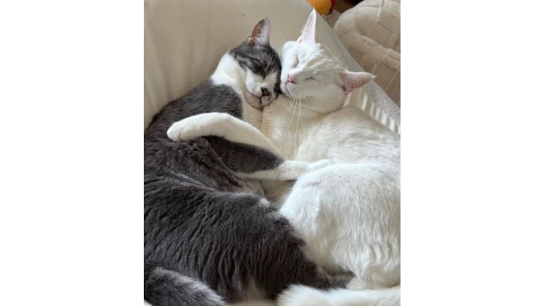 室内にいる猫