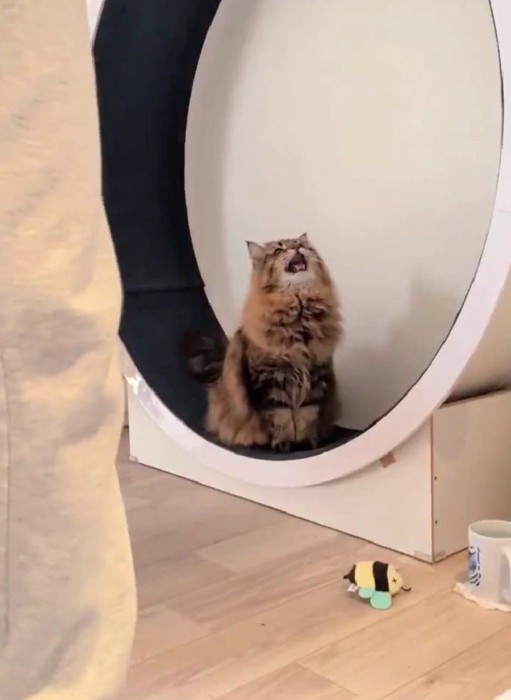 キャットホイールに座っている猫