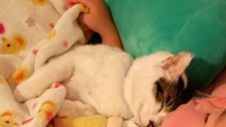 寝ている子どもと猫