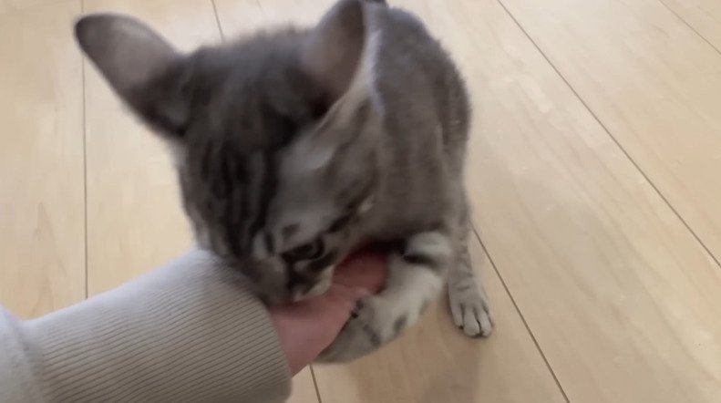 手でじゃれる子猫