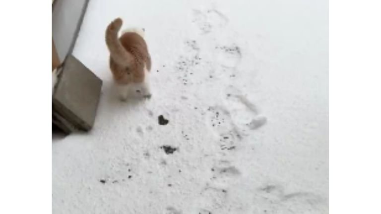 雪の上を歩く猫