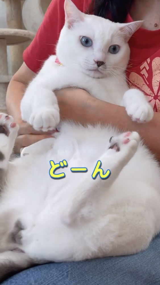 抱っこされる猫