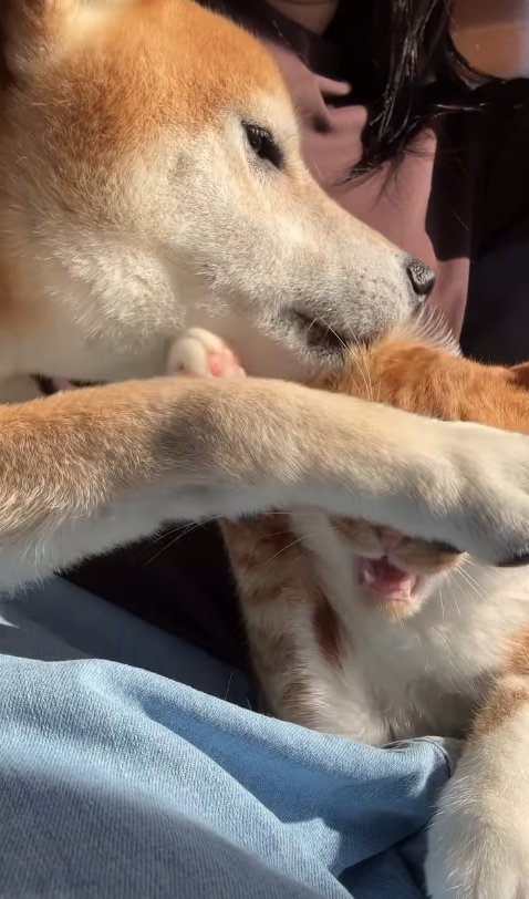 柴犬の前足で顔が隠れている猫