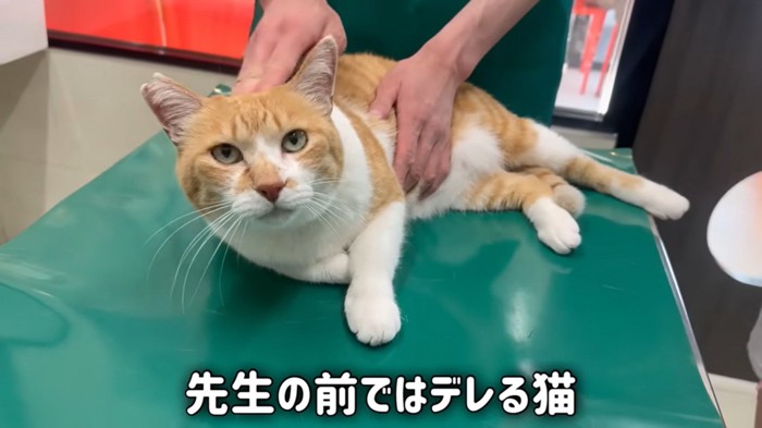 先生にデレるチャチャくん