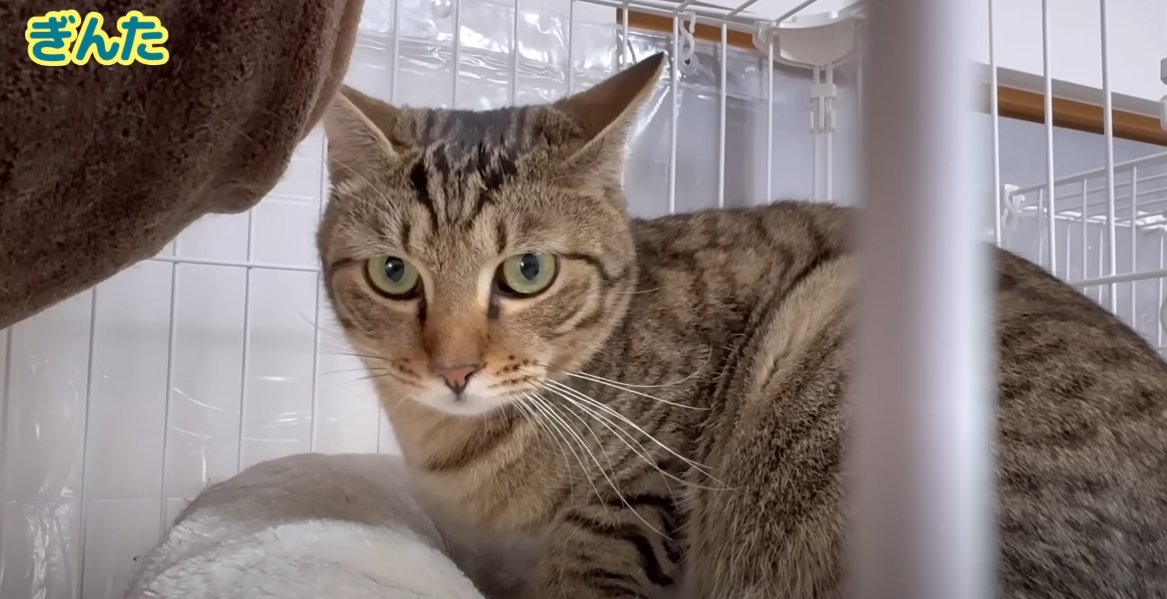 ケージの中にいる猫