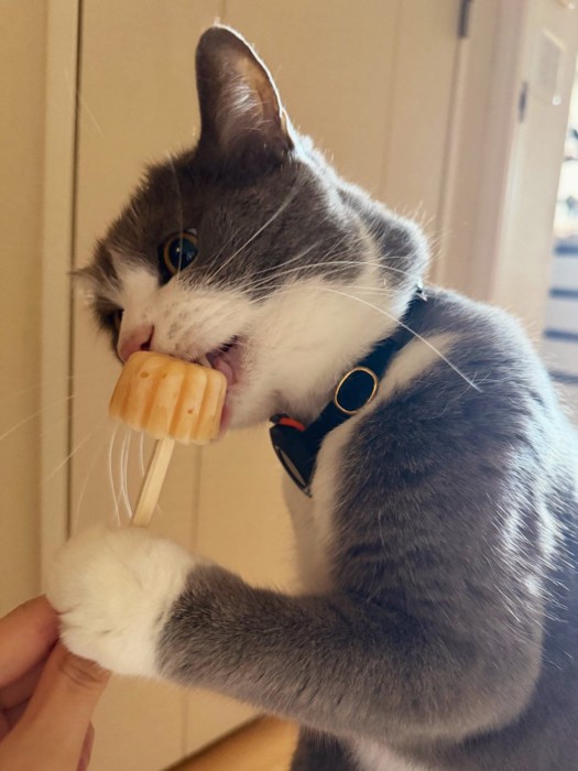 おやつを舐める猫