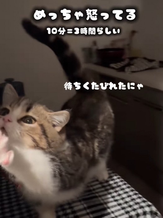 伸びをする猫
