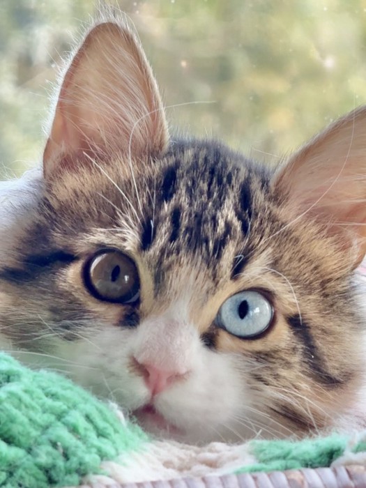 オッドアイの猫