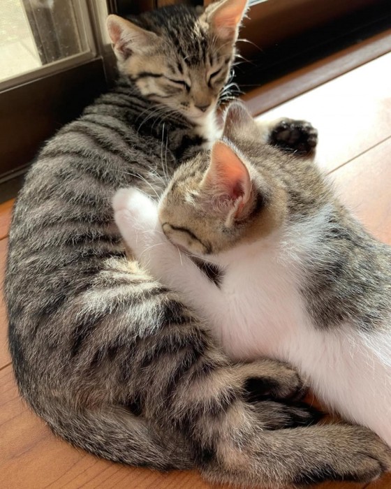 横になる子猫たち