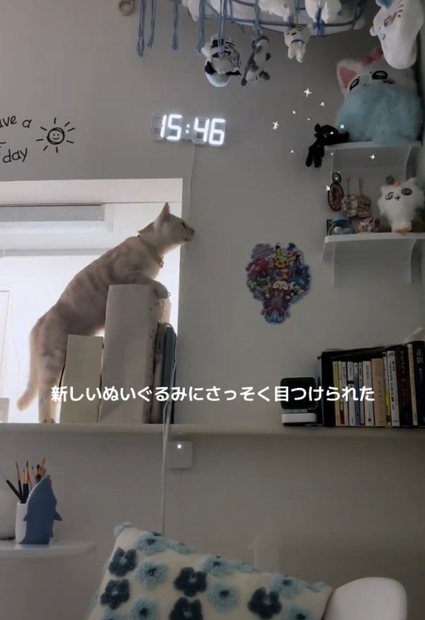 ぬいぐるみを狙う猫