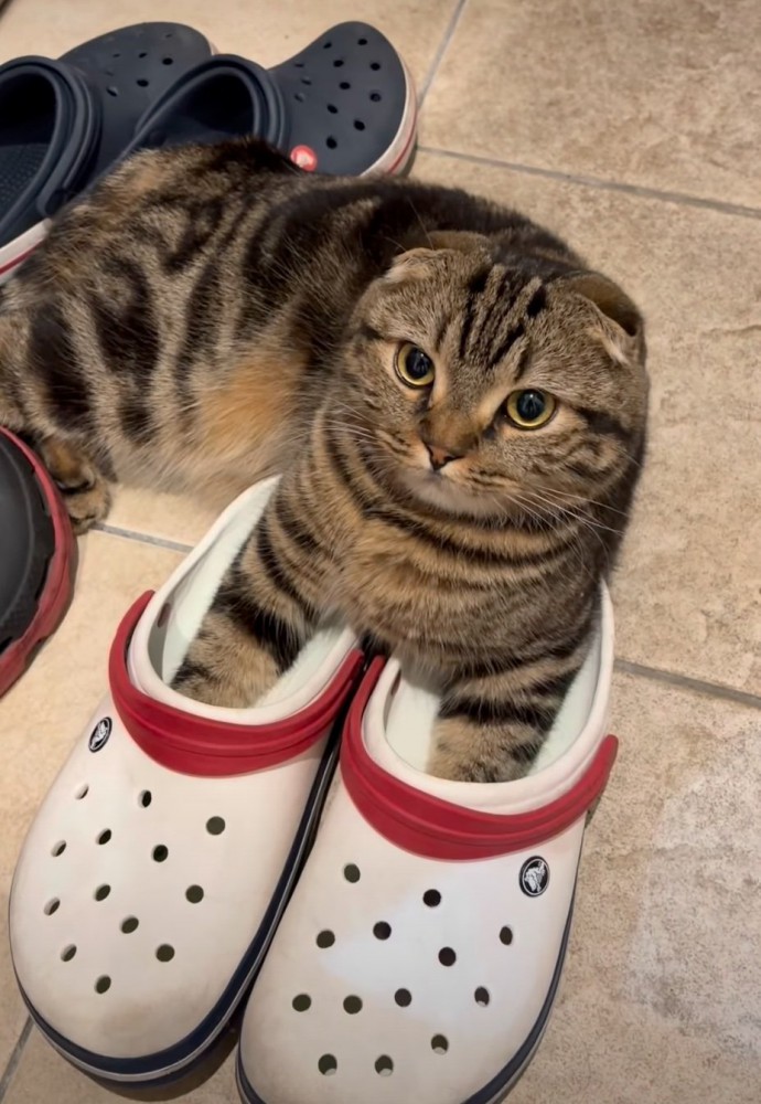 クロックスを履く猫