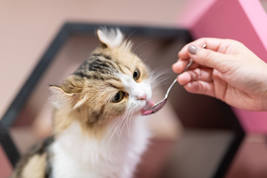 おやつを食べさせてもらう猫