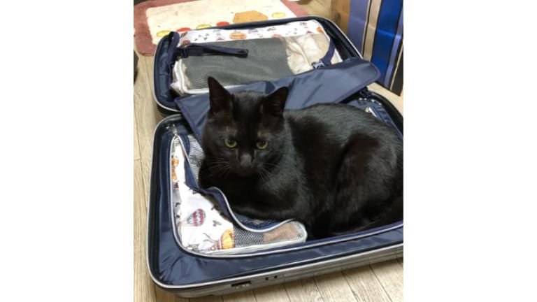 キャリーバッグに入る猫