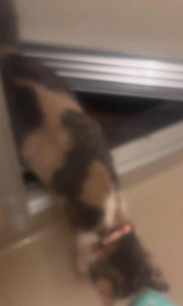 お風呂場に入ってくる猫