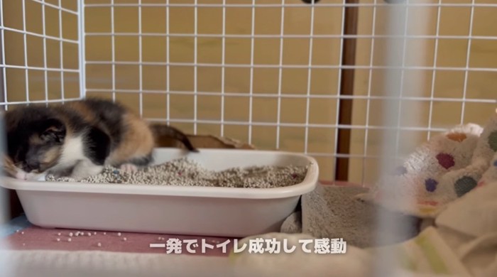 トイレで用を足す子猫