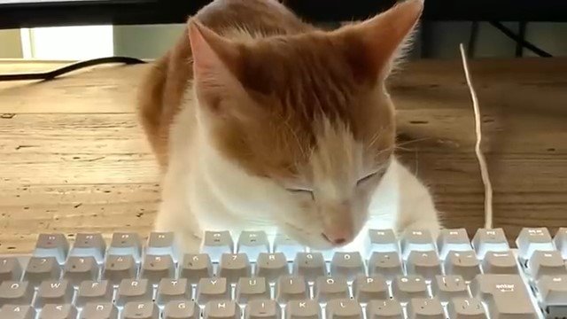 キーボードの上で居眠りする猫