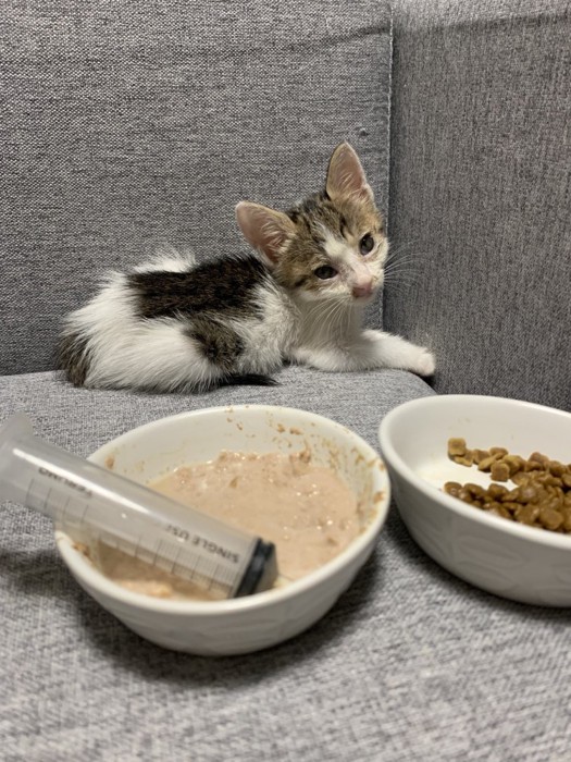 保護子猫に給餌