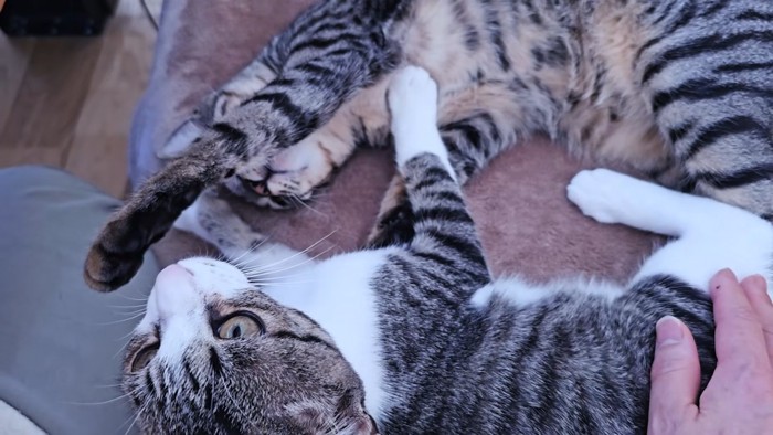 じゃれる2匹の子猫