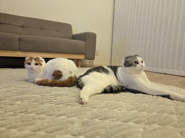 寝そべっている2匹の猫