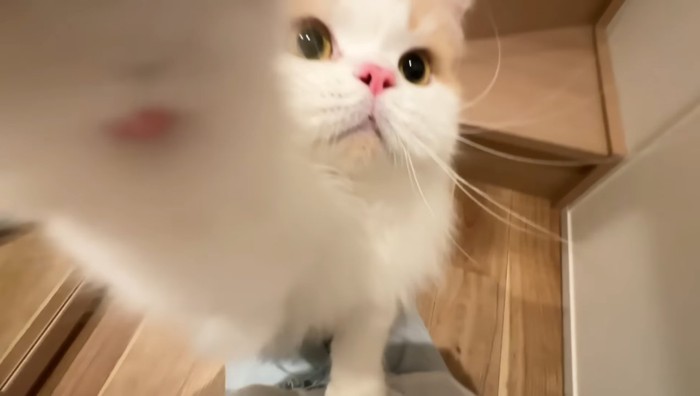 前足を伸ばして